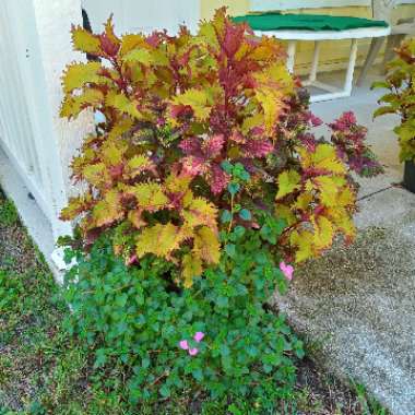 Solenostemon scutellarioides  syn. Plectranthus scutellarioides, Coleus scutellarioides, Coleus blumei