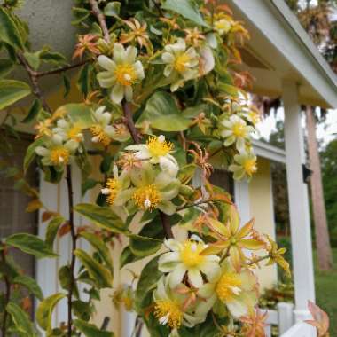 Pereskia aculeata variegated