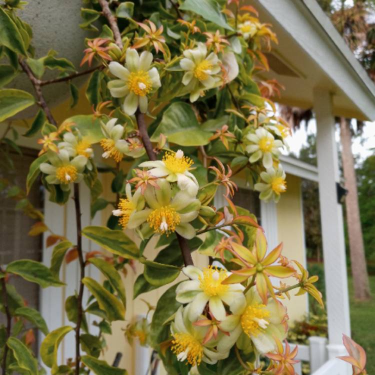 Plant image Pereskia aculeata variegated