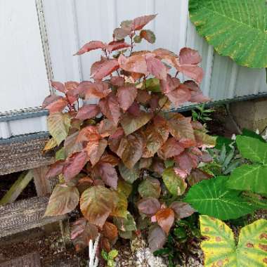 Acalypha