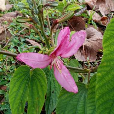 Bauhinia variegata