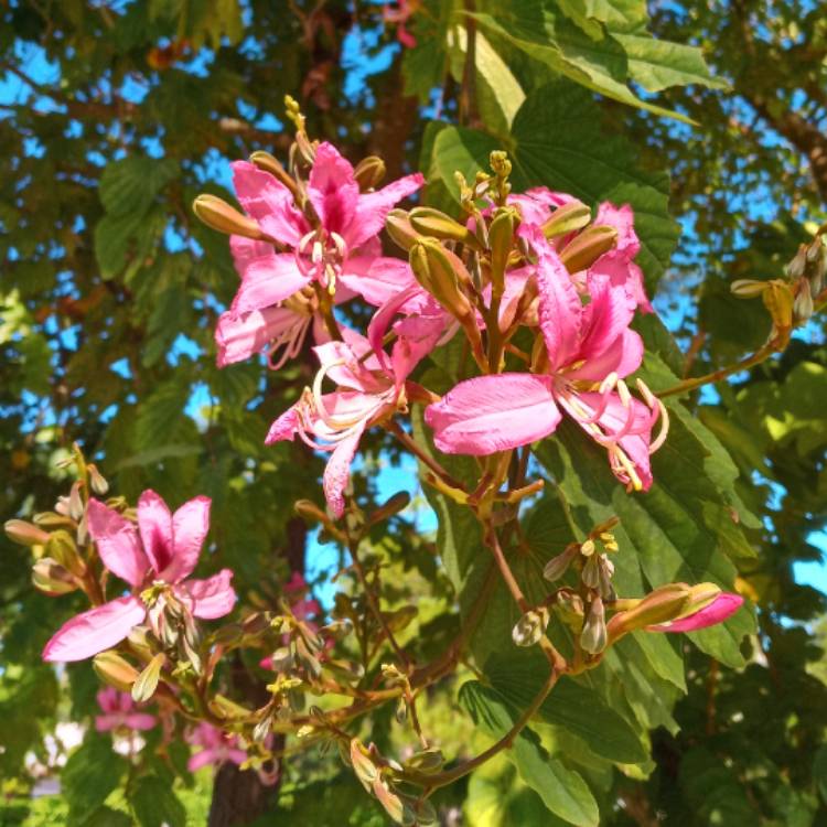 Plant image Bauhinia variegata