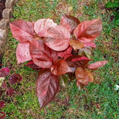 Acalypha