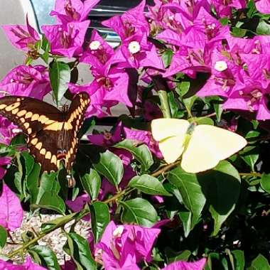 Bougainvillea