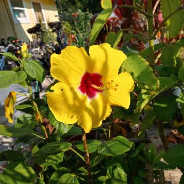 Hibiscus rosa-sinensis