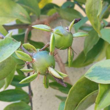 Pereskia aculeata variegated