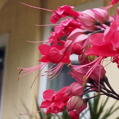 Clerodendrum thomsoniae