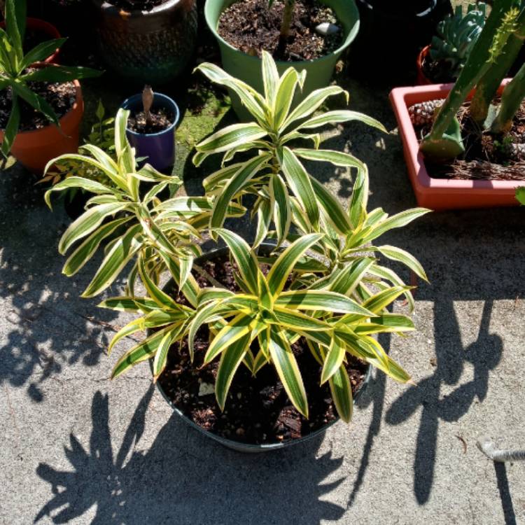 Plant image Dracaena Reflexa 'Variegata'