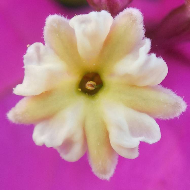 plant image 1579799