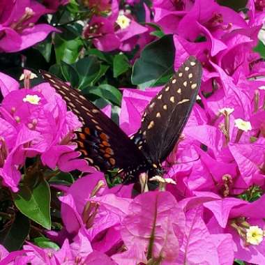 Bougainvillea