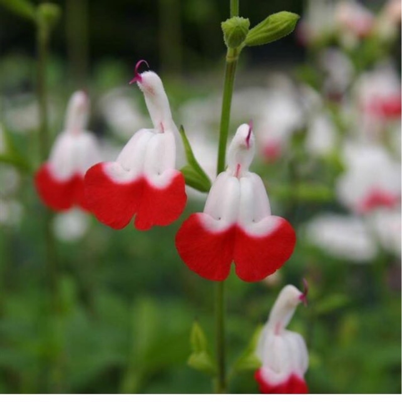 Sage 'Hot Lips'