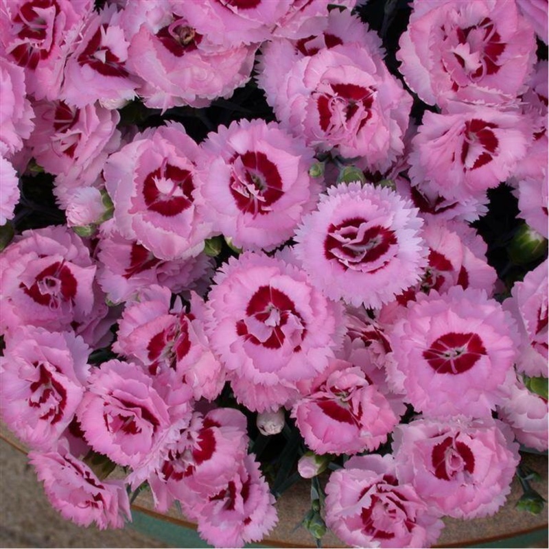 Carnation 'Raspberry Ripple'