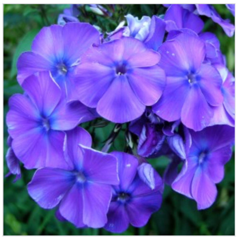 Phlox 'Blue Paradise'