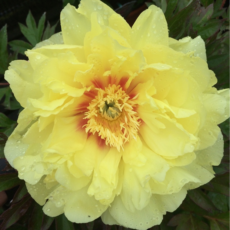 Peony 'Bartzella' (Intersectional)