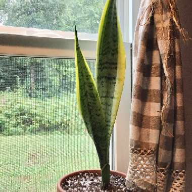 Sansevieria