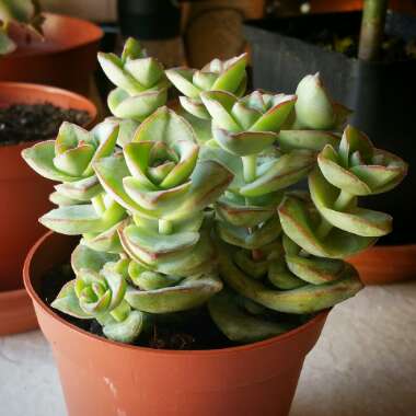 Crassula perforata 'String of Buttons'