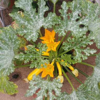 Cucurbita Pepo var. Cylindrica 'Shooting Star' F1