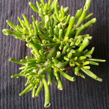 Crassula ovata