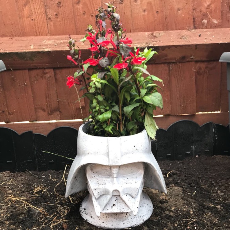 Plant image Lobelia x speciosa 'Starship Scarlet'