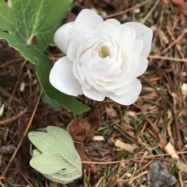 Double Bloodroot