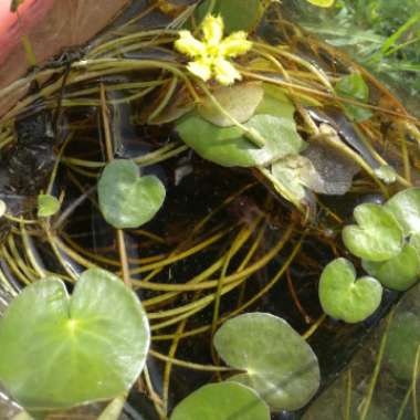 Nymphoides Spinulosperma