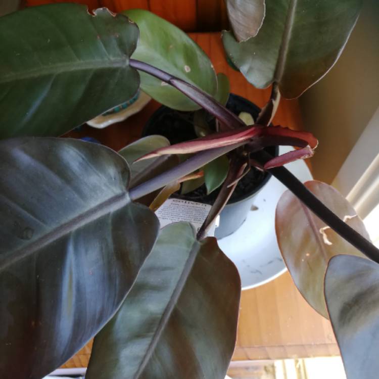 Plant image Philodendron 'Black Cardinal' syn. Philodendron erubescens 'Black Cardinal'