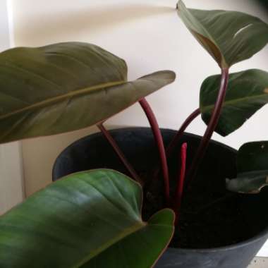 Philodendron 'Rojo Congo' syn. Philodendron 'Congo Rojo', Philodendron 'Red Congo'