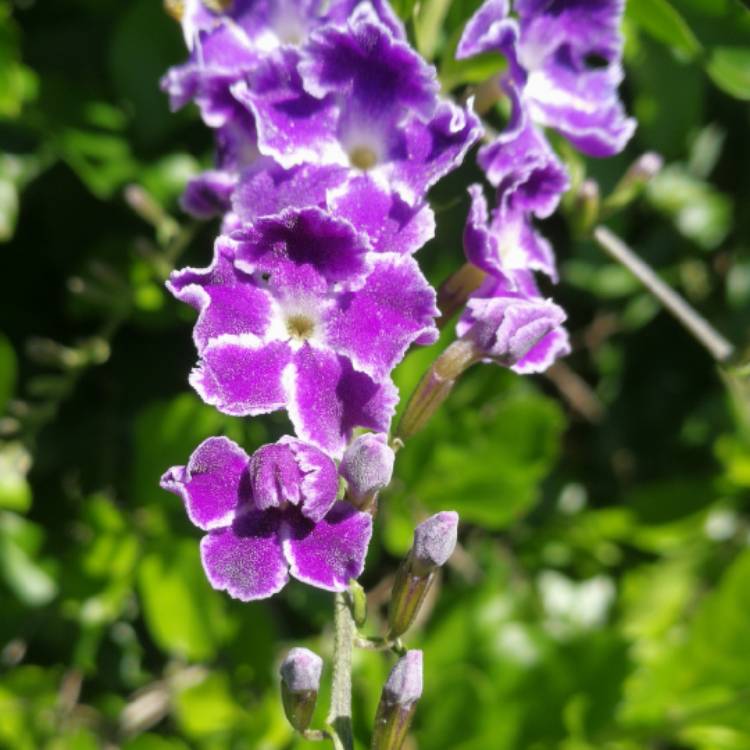 Plant image Duranta