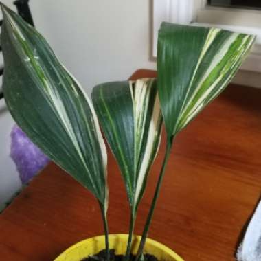 Aspidistra elatior 'Variegata'