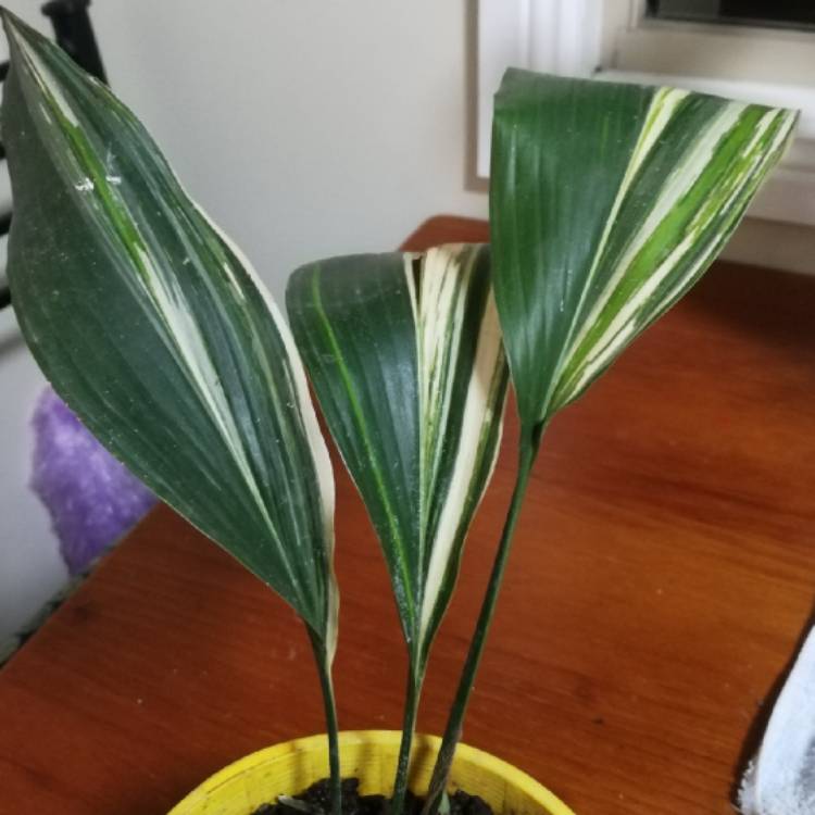 Plant image Aspidistra elatior 'Variegata'