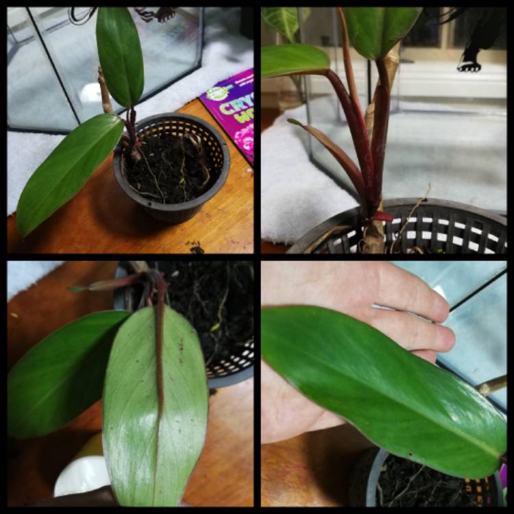 Plant image Philodendron erubescens 'Red Emerald'