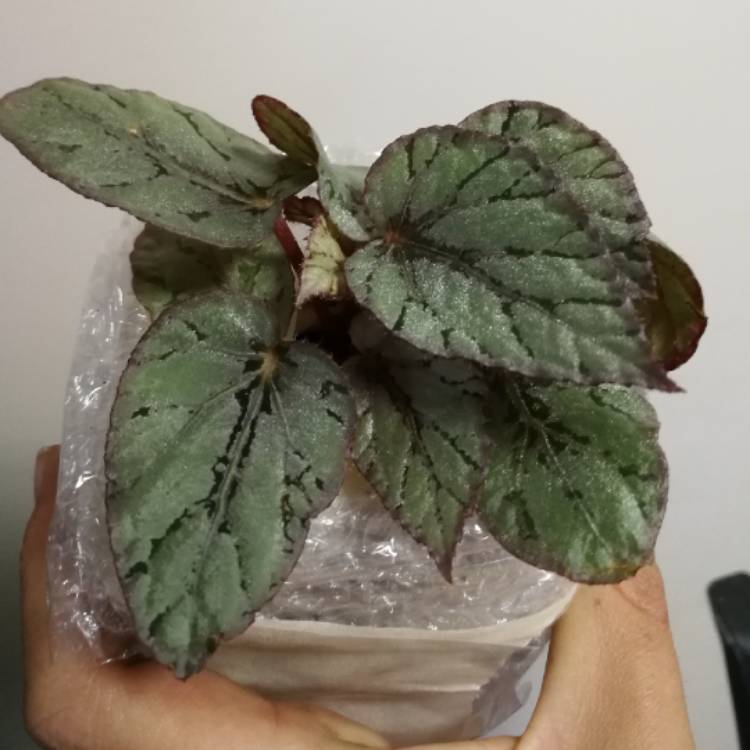 Plant image Begonia (Rex Cultorum Group) 'Artic Breeze' syn. Begonia rex 'Artic Breeze', Begonia rex 'Arctic Breeze'