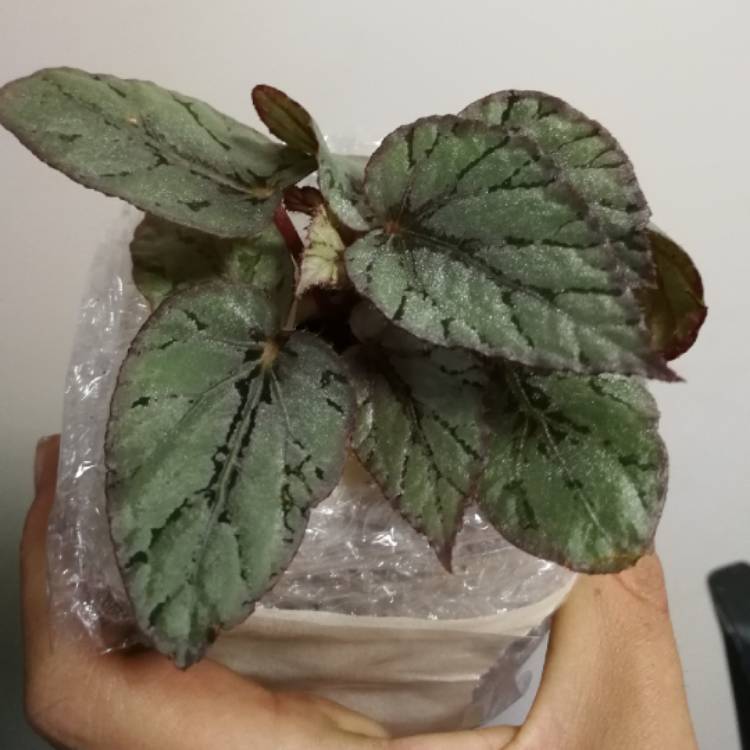 Plant image Begonia (Rex Cultorum Group) 'Artic Breeze' syn. Begonia rex 'Artic Breeze', Begonia rex 'Arctic Breeze'