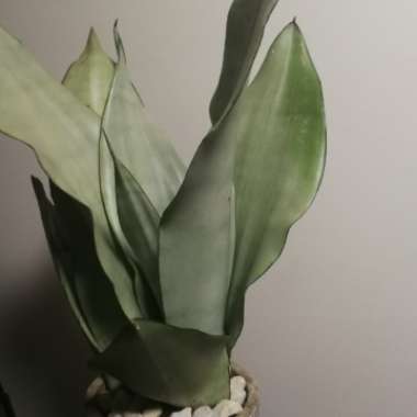 Sansevieria Moonshine