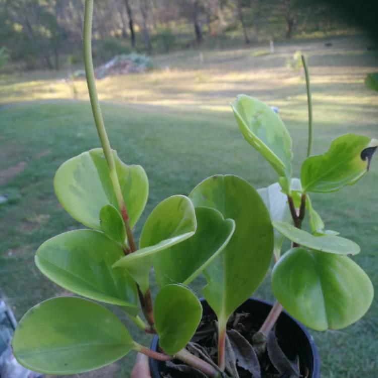 Plant image Peperomia obtusifolia 'Lemon Lime'