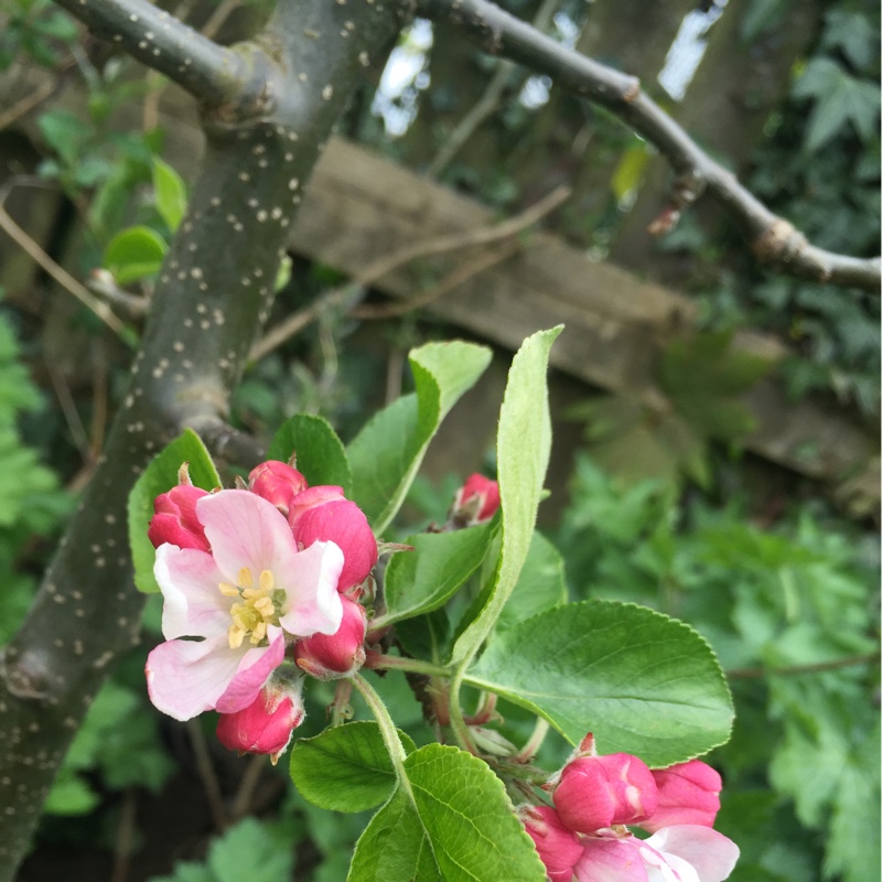 Plant image Malus domestica 'Braeburn'