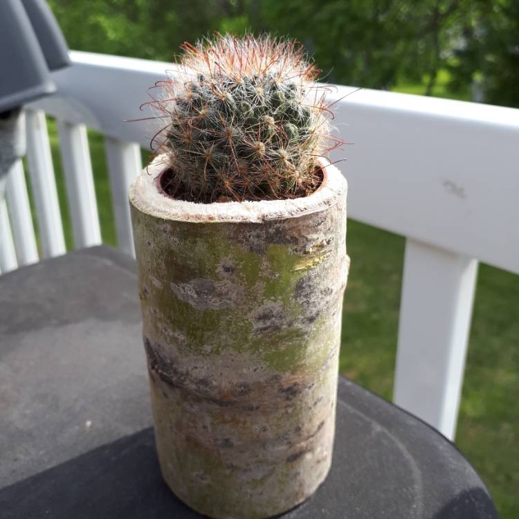 Plant image Mammillaria bombycina