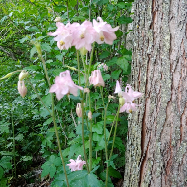 Plant image Aquilegia canadensis 'Pink Lanterns'