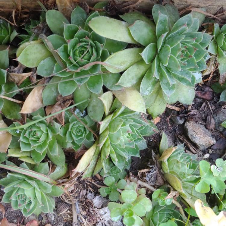 Plant image Sempervivum Standard Green