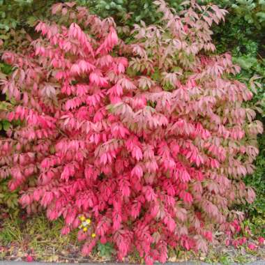 Euonymus alatus