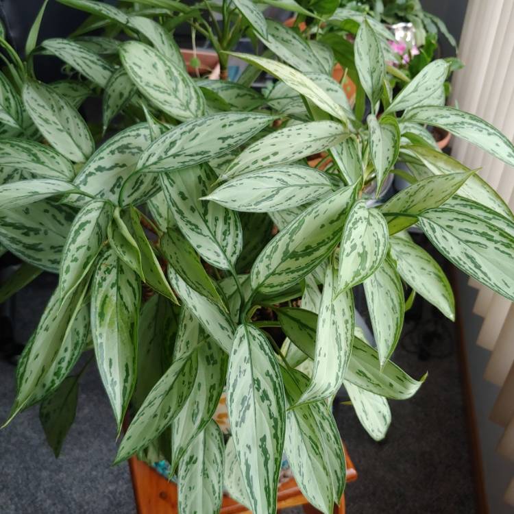 Plant image Aglaonema 'Silver King'