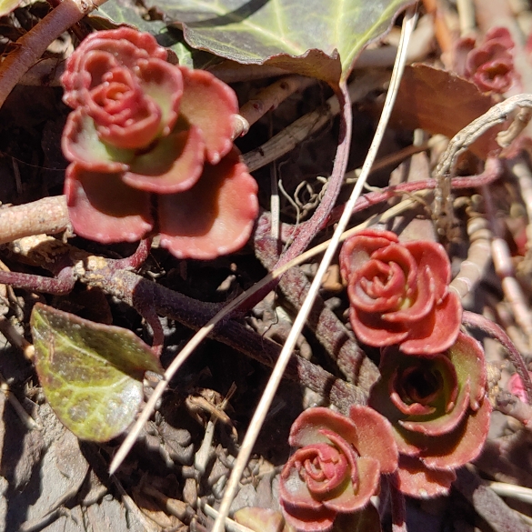 Plant image Sedum Spurium Schorbusers Blut