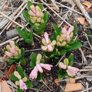 Hyacinthus orientalis