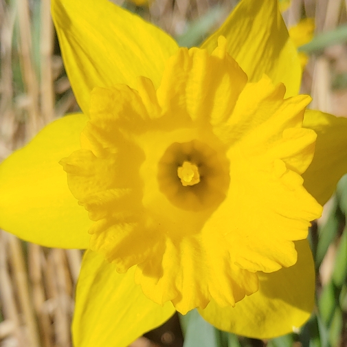 Plant image Narcissus pseudonarcissus