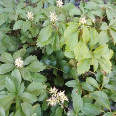 Pachysandra terminalis