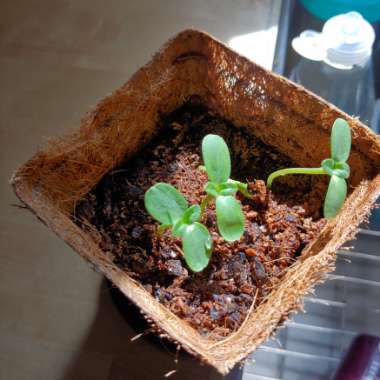 Helianthus annuus