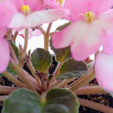 Streptocarpus sect. Saintpaulia  syn. Saintpaulia