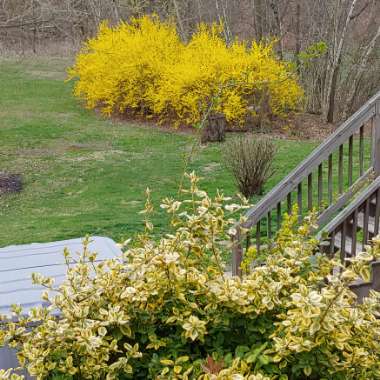 Forsythia x intermedia 'Beatrix Farrand'