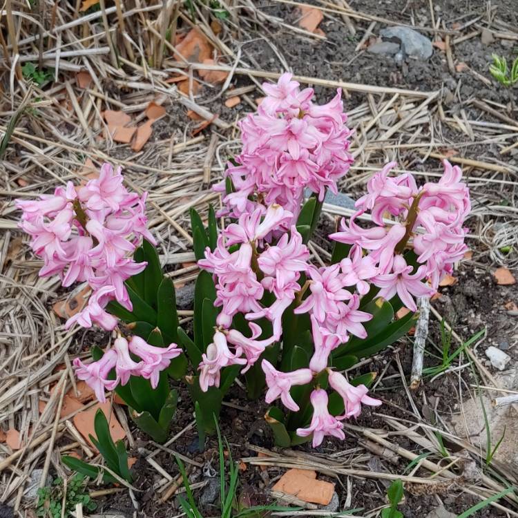 Plant image Hyacinthus orientalis 'Pink Festival'