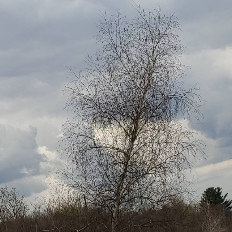 Plant image Betula papyrifera